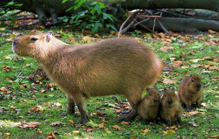 capibara.jpg