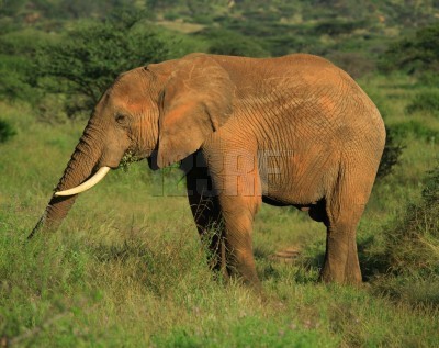 elefante.jpg